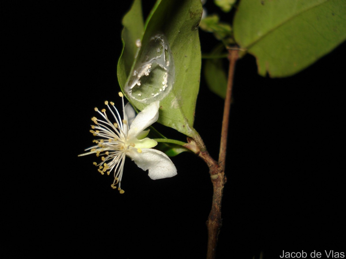 Eugenia roxburghii DC.